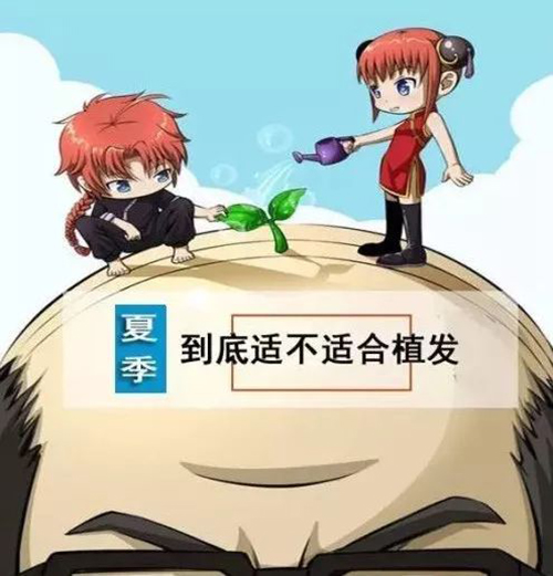 夏季植发,