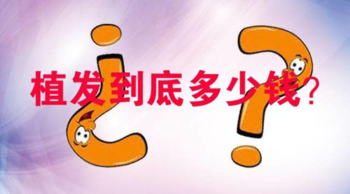中德鬓角种植,