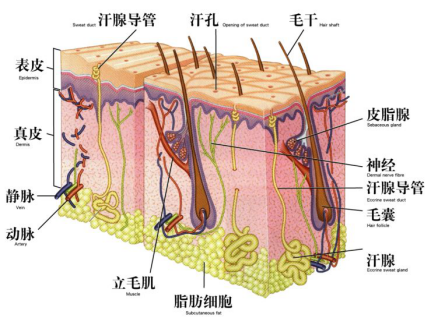 徐霞,毛囊,