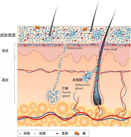 毛囊,徐霞,