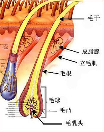 毛囊,徐霞,