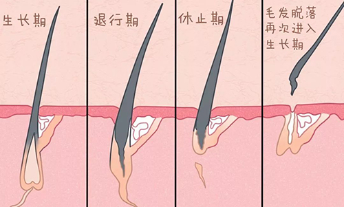 毛囊,徐霞,