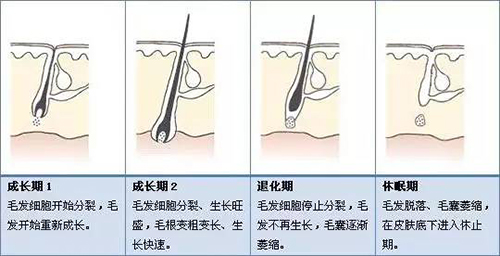 徐霞,毛囊,