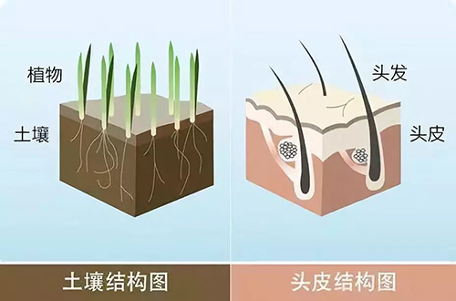 徐霞,毛囊,