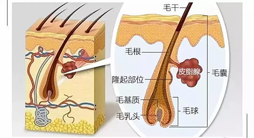 徐霞,毛囊,