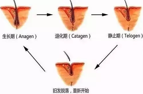 中德植发,徐霞,