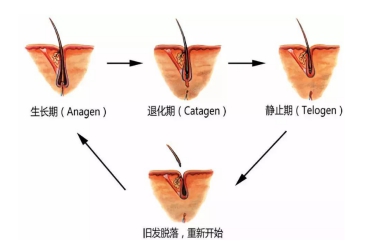 北京植发医院,