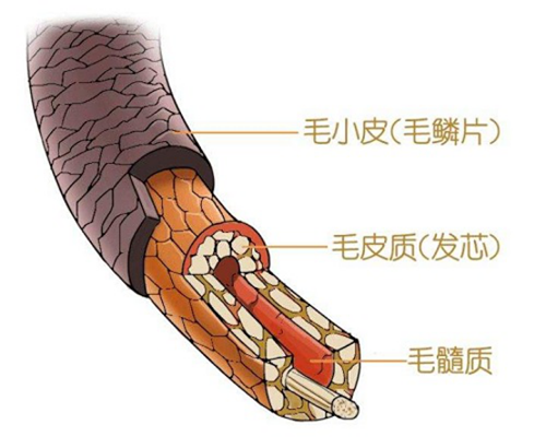 植发效果,
