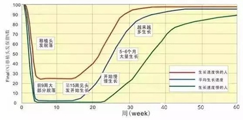 植发,脱落期,